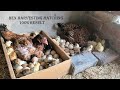 3 Aseel  Hen Harvesting Eggs to Chicks with 100% Result - Hatching 100 Eggs to chicks