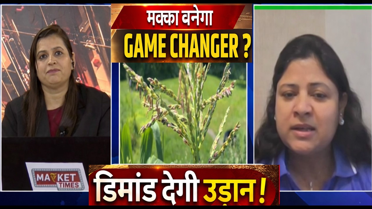मक्का बनेगा GAME CHANGER ? डिमांड देगी उड़ान #wheat #corn |#mandi #kissan #maize #price #agri