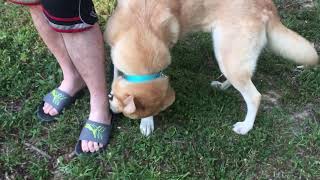 Zoe the Great Pyrenees / Lab mix
