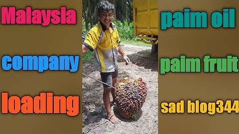 new palm oil fruit loading video/ Malaysia paim oil company paim oil fruit loading