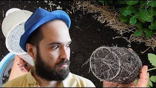 How to FIX Root Bound Transplants - The Story of our Tomatoes!