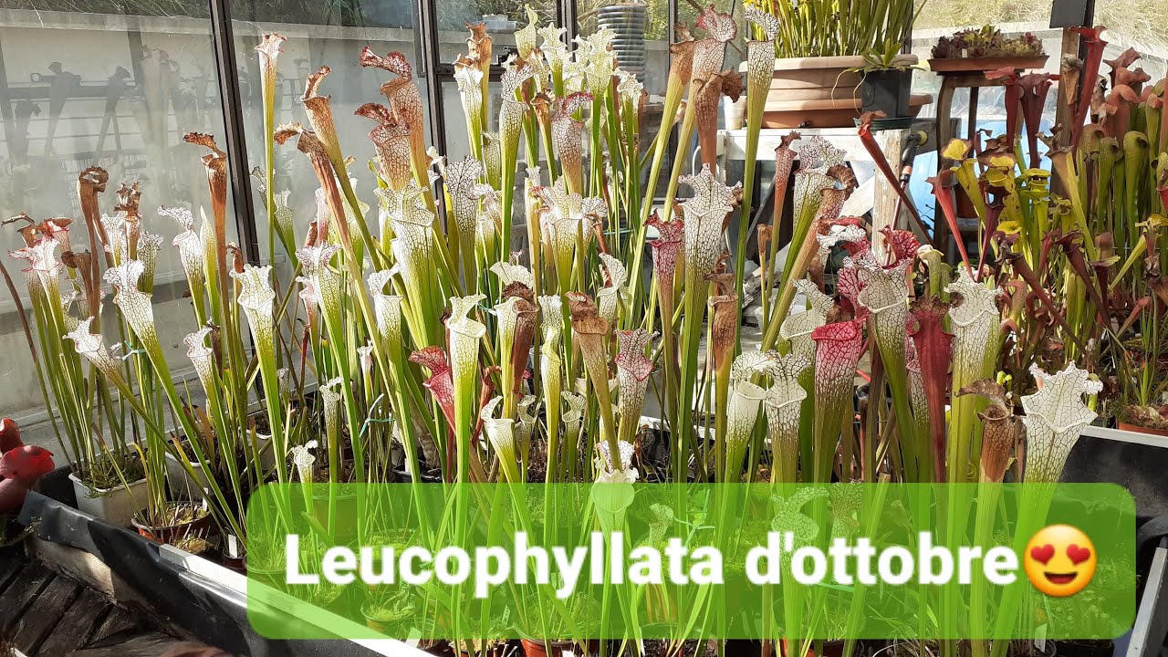 189.💥SARRACENIA LEUCOPHYLLA PIANTA CARNIVORA REGINA DI QUESTO CALDO OTTOBRE | 👉ILPIGLIAMOSCHE