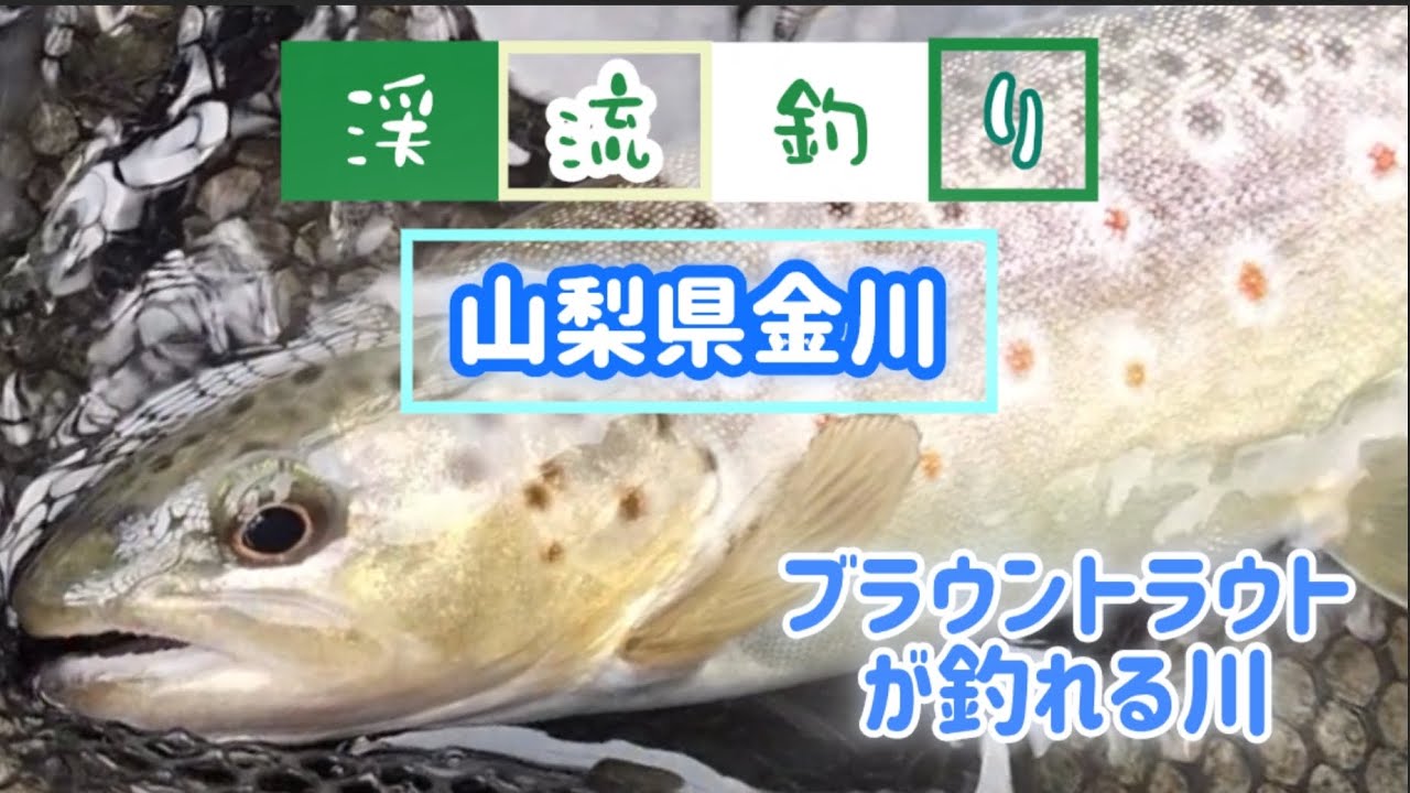 【山梨県笛吹川水系金川】ブラウントラウトを釣ろう！