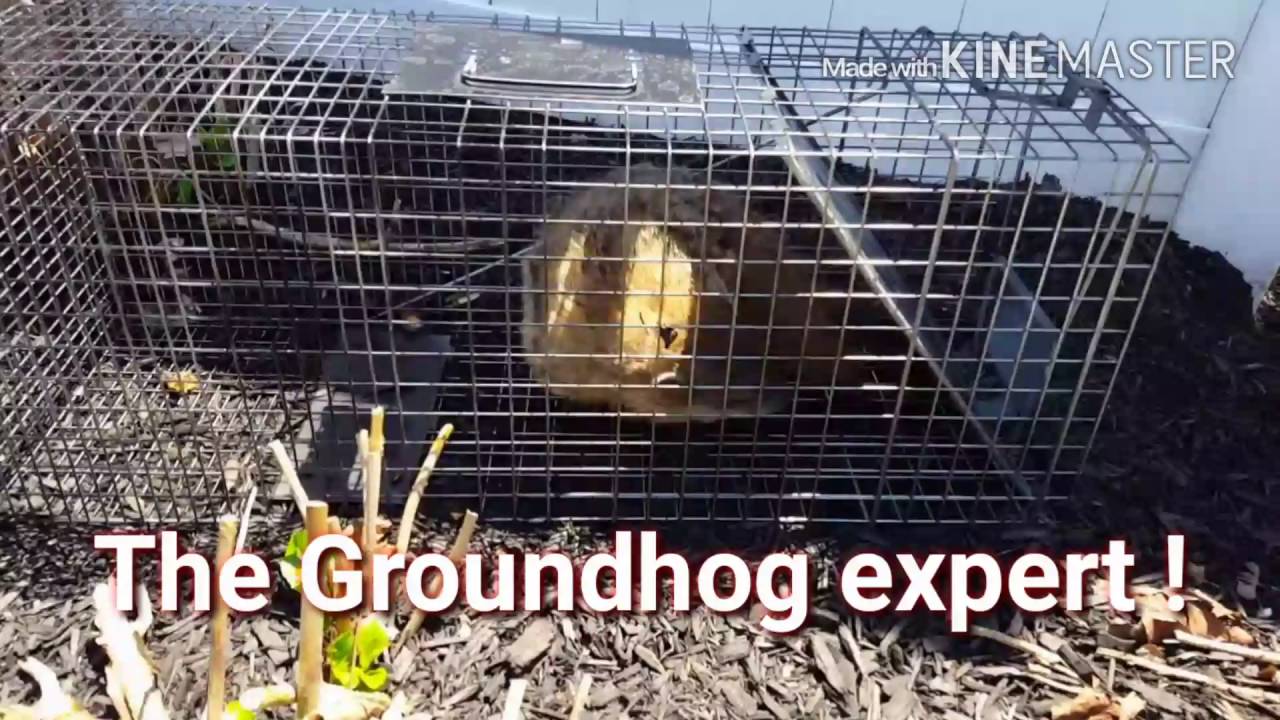 The Groundhog expert ! new day pest control Bergen County New Jersey