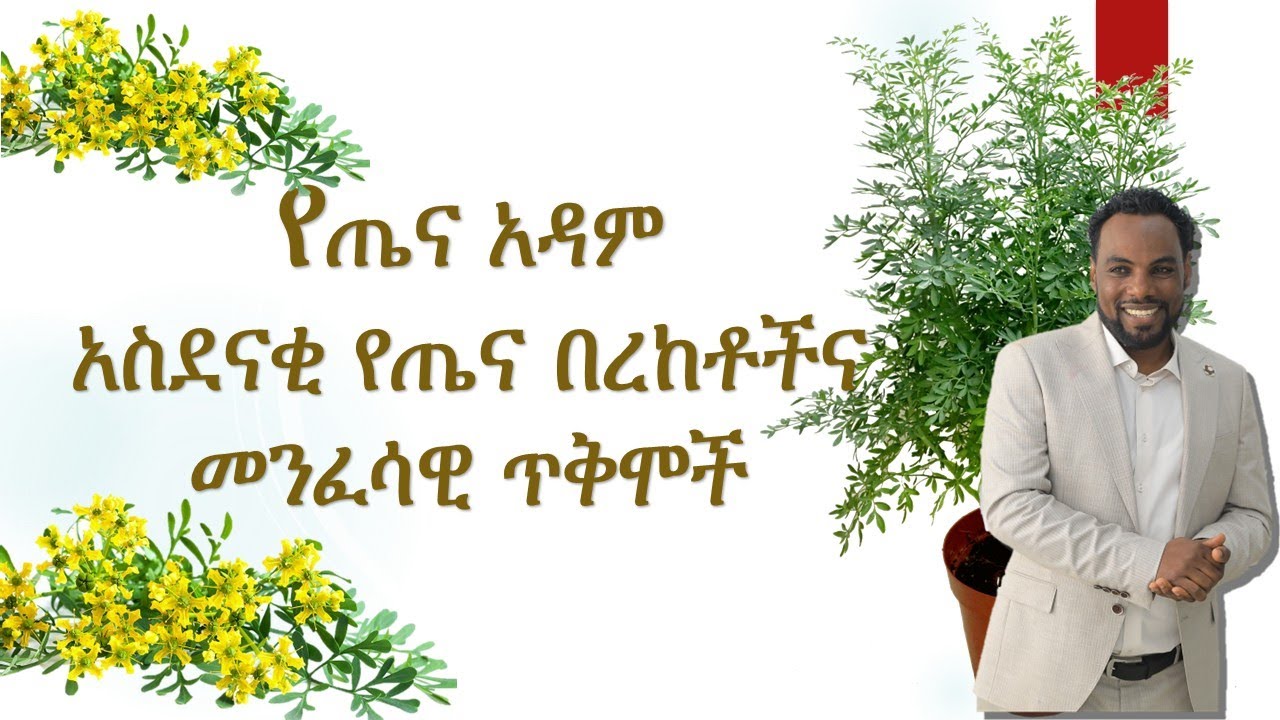 የጤና አዳም አስደናቂ የጤና በረከቶችና መንፈሳዊ ጥቅሞች /Ruta Amazing Health Blessings and Spiritual Benefits