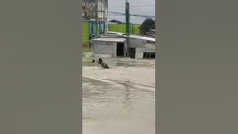 Banjir Purwodadi Grobogan Jawa Tengah
