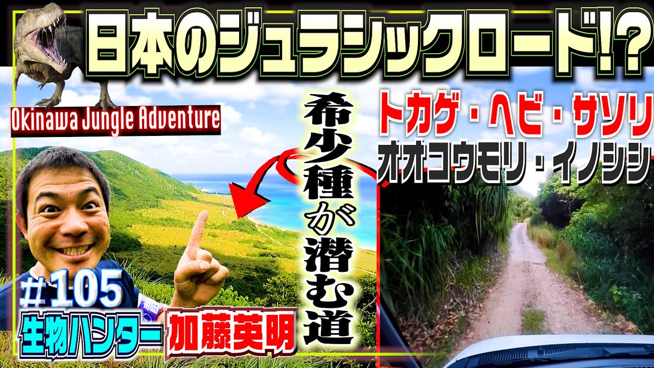 興奮のジュラシックパーク道でめっちゃ貴重生物たち出てきた！加藤の恐竜物語・絶滅危惧イノシシ・希少オオコウモリ・サソリ・トカゲ・ヘビetc≫生物ハンター加藤英明・Japan wild hunter