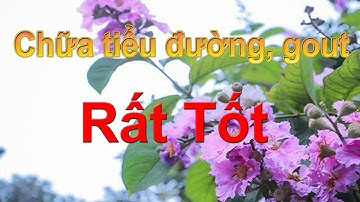 Bằng lăng chữa tiểu đường, gout