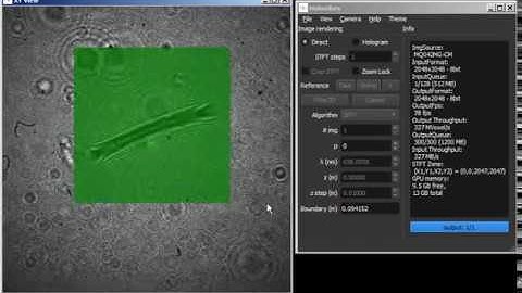 Real-time rendering of Gabor holograms of C. elegans worms
