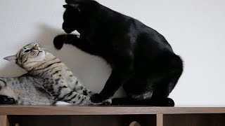 先輩猫にマジギレされた子猫がこちら…