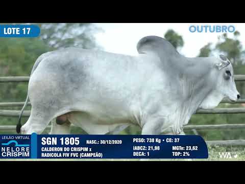 LOTE 17 SGN 1805