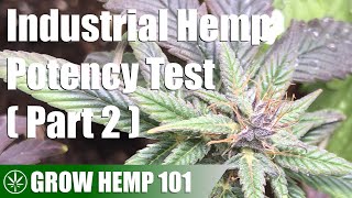 Industrial Hemp Potency Test Indoor Grow (Part 2)