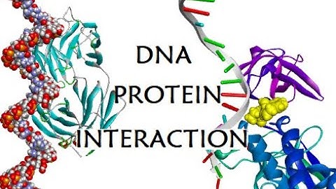 DNA Protein Interactions|Macromolecular docking|MOE|Discovery Studio Visualizer @MajidAli2020