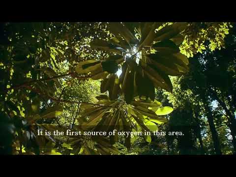 ექადიის ტყე პარკი / Ekadia forest-park