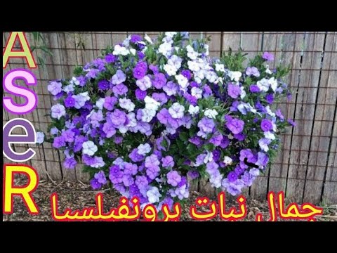 فيديو: تكاثر النبات اليوم وغدًا: زراعة شتلات أو بذور Brunsfelsia