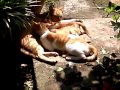 mother breastfeeding adult cat