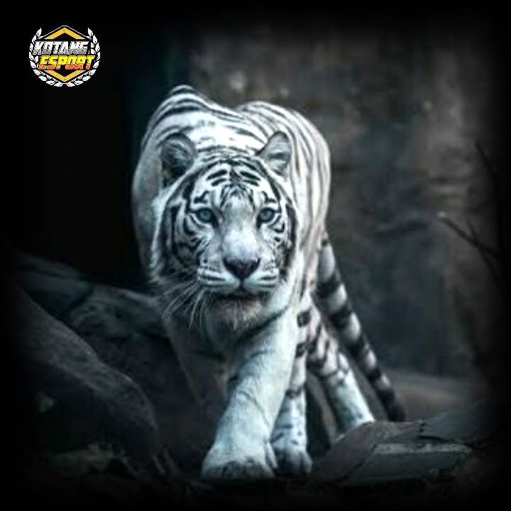 STORY WHATSAPP MACAN PUTIH 30 DETIK