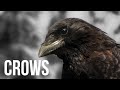 Crows - Some fun and interesting tidbits