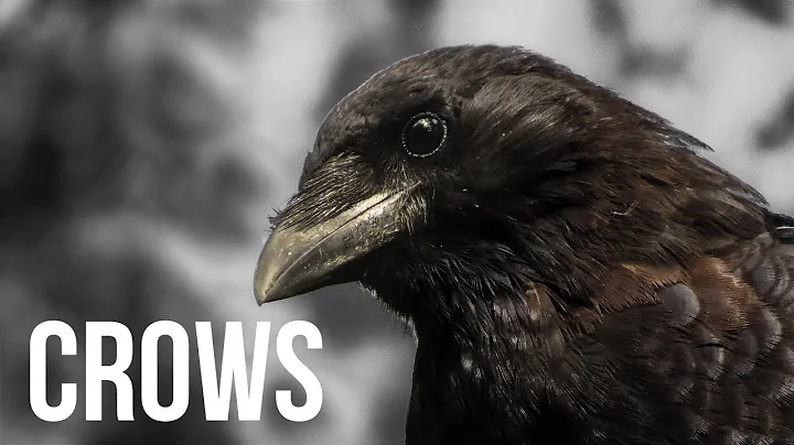 Crows - Some fun and interesting tidbits