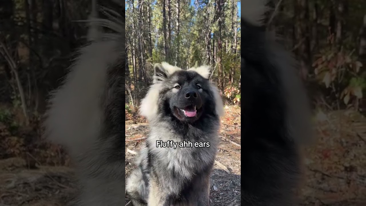 Fluffy guy for a billion years 