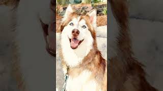 Siberian Husky — Energetic Explorer