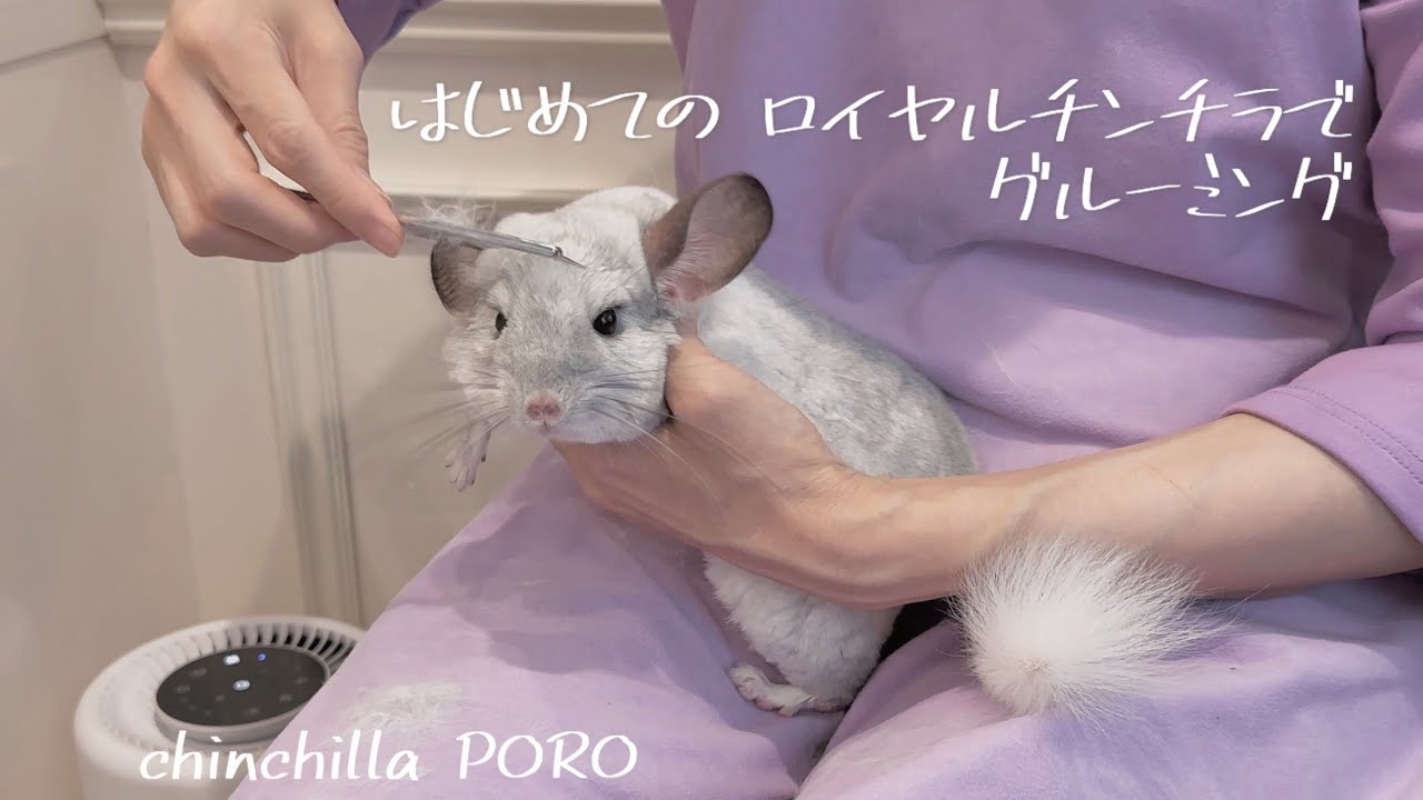 チンチラのぽろちゃん ロイヤルチンチラではじめてのグルーミング［vlog］ | 2022.12.4 | chinchilla PORO₍ᐢ.ˬ.ᐢ₎