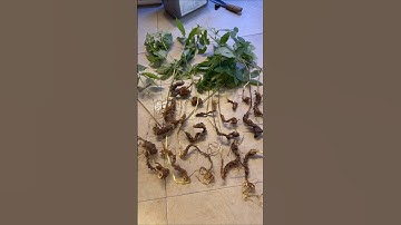 Lô sâm rừng 18 củ 400gr- củ nào củ nấy đẹp- già xuất sắc- lá đẹp xanh mướt #duoclieu #sâm