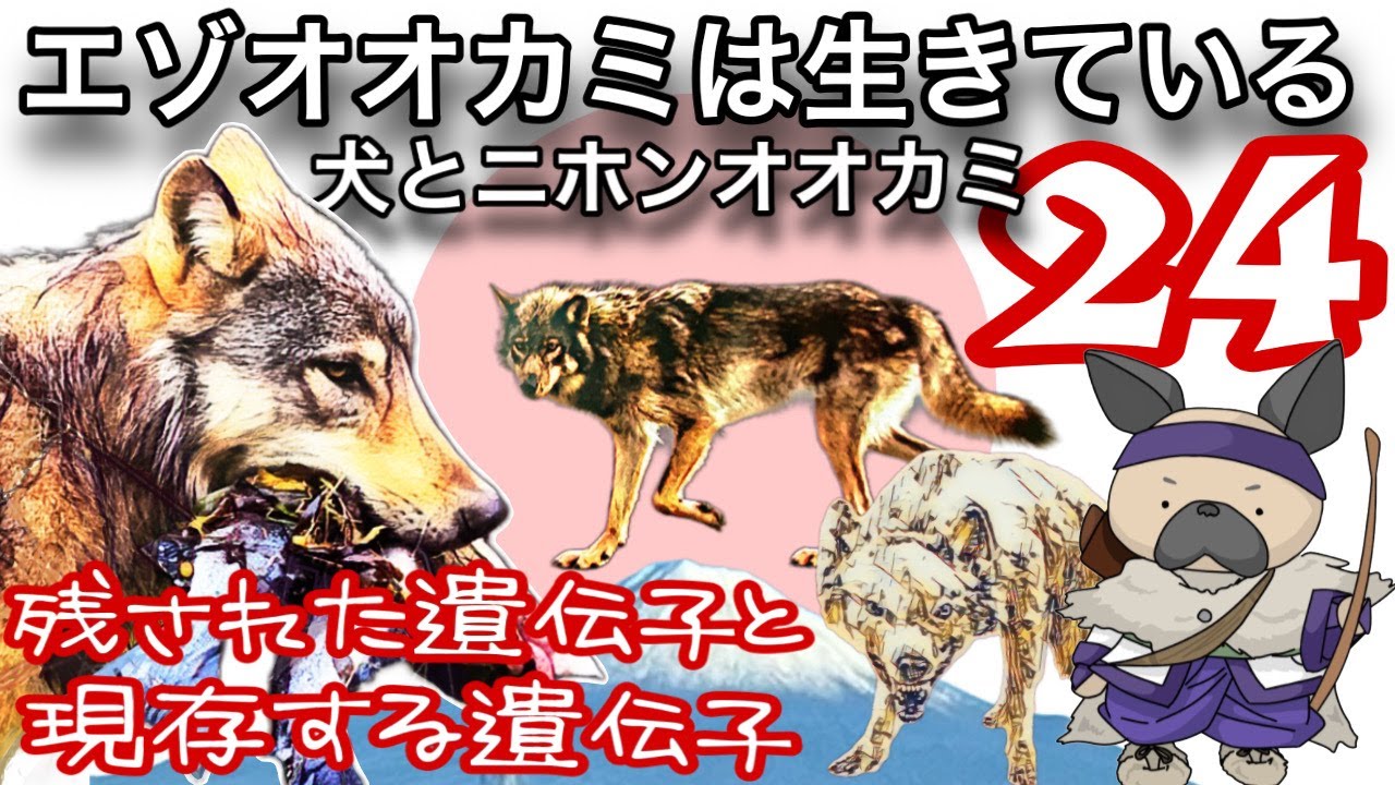 エゾオオカミは生きている〜犬とニホンオオカミ24〜残された遺伝子と現存する遺伝子