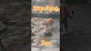 🦁 Exploring Straubing Zoo 🦩 Исследуем зоопарк Штраубинга 🐒 #nature #zoo #reels #bayern #animals