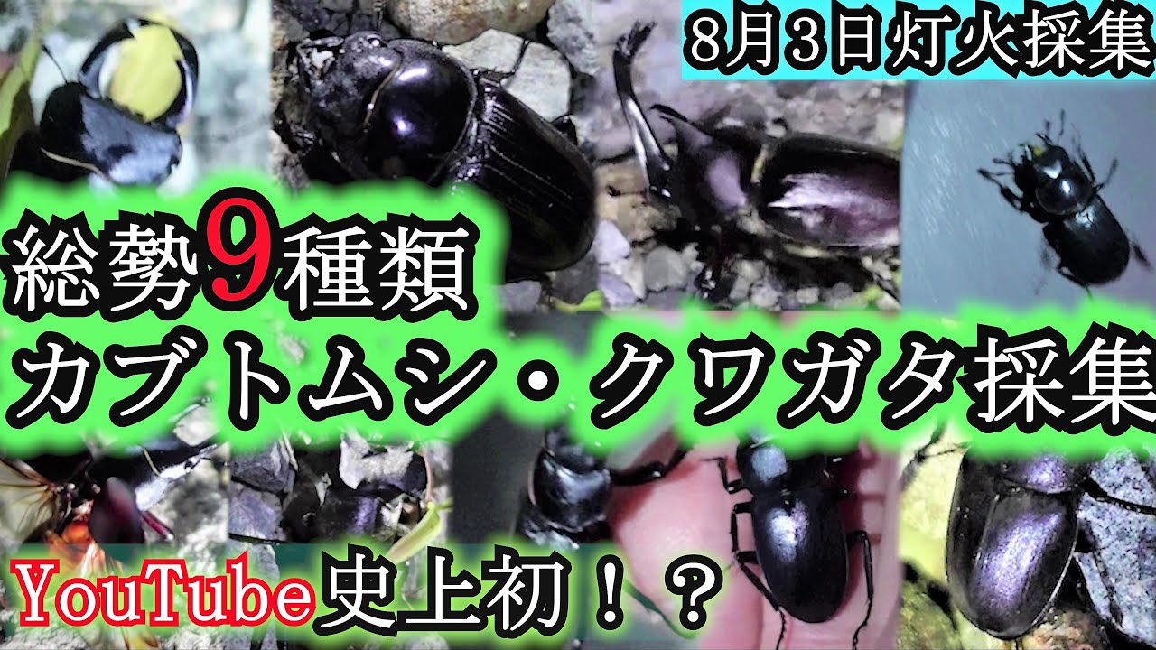 第10夜 一晩で9種のクワガタ・カブトを同時採集 【ライトトラップ