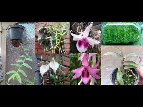 Video Lan giả hạc Di Linh 5 cánh Trắng (cây mô), địa lan lạ... - youtube