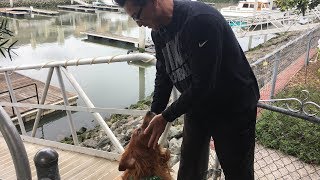 'Hero dog' a very good boy for alerting owner to elderly man who fell in frigid waters