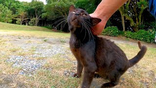 神社から帰ろうとすると黒猫が見送りに来てくれました