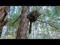 Curious Pine Marten, Vancouver Island, British Columbia