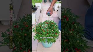 Kitchen waste can be turned into treasure #KitchenWasteToFertilizer