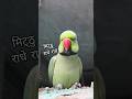 Parrot talking radhe radhe 🥰🦜🙏#shorts #radheradhe #mithu #mitthu #talkingparrot #youtubeshorts