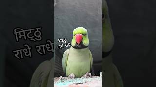 Parrot talking radhe radhe 🥰🦜🙏#shorts #radheradhe #mithu #mitthu #talkingparrot #youtubeshorts
