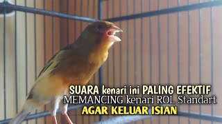 Download Lagu kenari gacor panjang Cuit Cuit EMOSI, Pancingan Kenari Paud Belajar Bunyi, terapi AMPUH Kenari MACET MP3 Download Lagu kenari gacor panjang Cuit Cuit EMOSI, Pancingan Kenari Paud Belajar Bunyi, terapi AMPUH Kenari MACET MP3