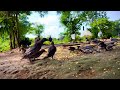❤️ मूल ध्वनि❤️#battleroyale #bollywood #jungle #india #funny #funnypet #kakariya 
