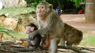 Mom Marri Not Trust Male Monkeys When They&#39;re Get Close to Her Baby Monkey Misty, She Take Misty Off