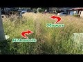 Mowing Overgrown Lawn for Disabled Elders for FREE ~ Satisfying result | Saving Elders from scammers