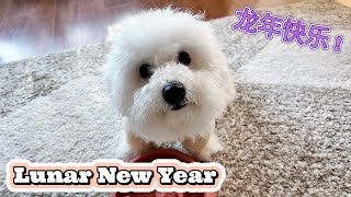 Puppy's 1st Lunar New Year Celebration (Year of the Dragon!)