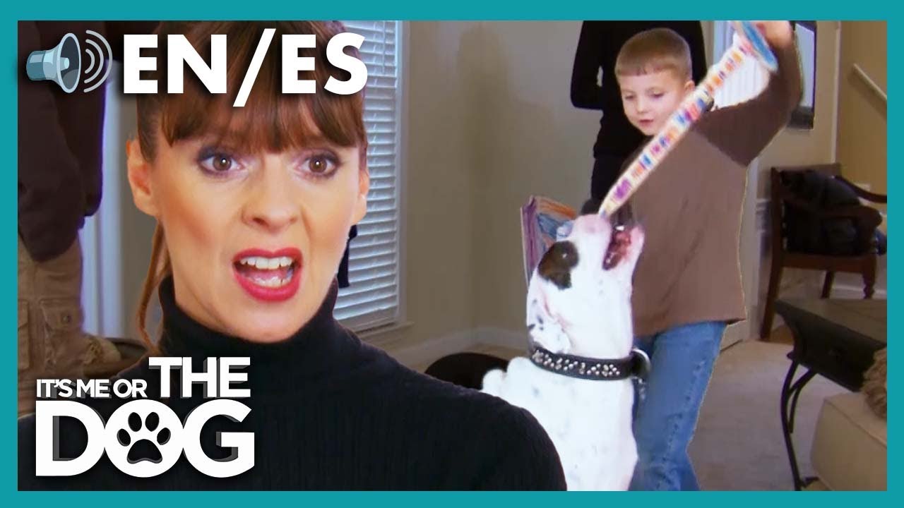 teaching-your-kid-how-to-play-with-dogs-correctly-it-s-me-or-the-dog
