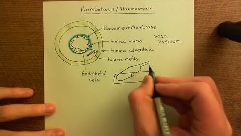 Introduction to Hemostasis Part 1