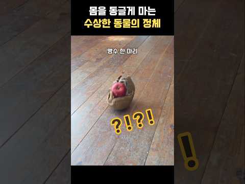 사과를 좋아하는 동글동글한 동물 thumbnail