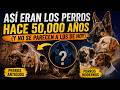 Así eran los perros hace 50,000 años (y no se parecen a los de hoy)