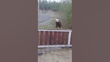 Thumbnail of Eagle Sings The US National Anthem
