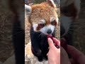 I&#39;m very obedient. Please give me all the grapes.#trending #redpanda #cute #grape #obedient #shorts