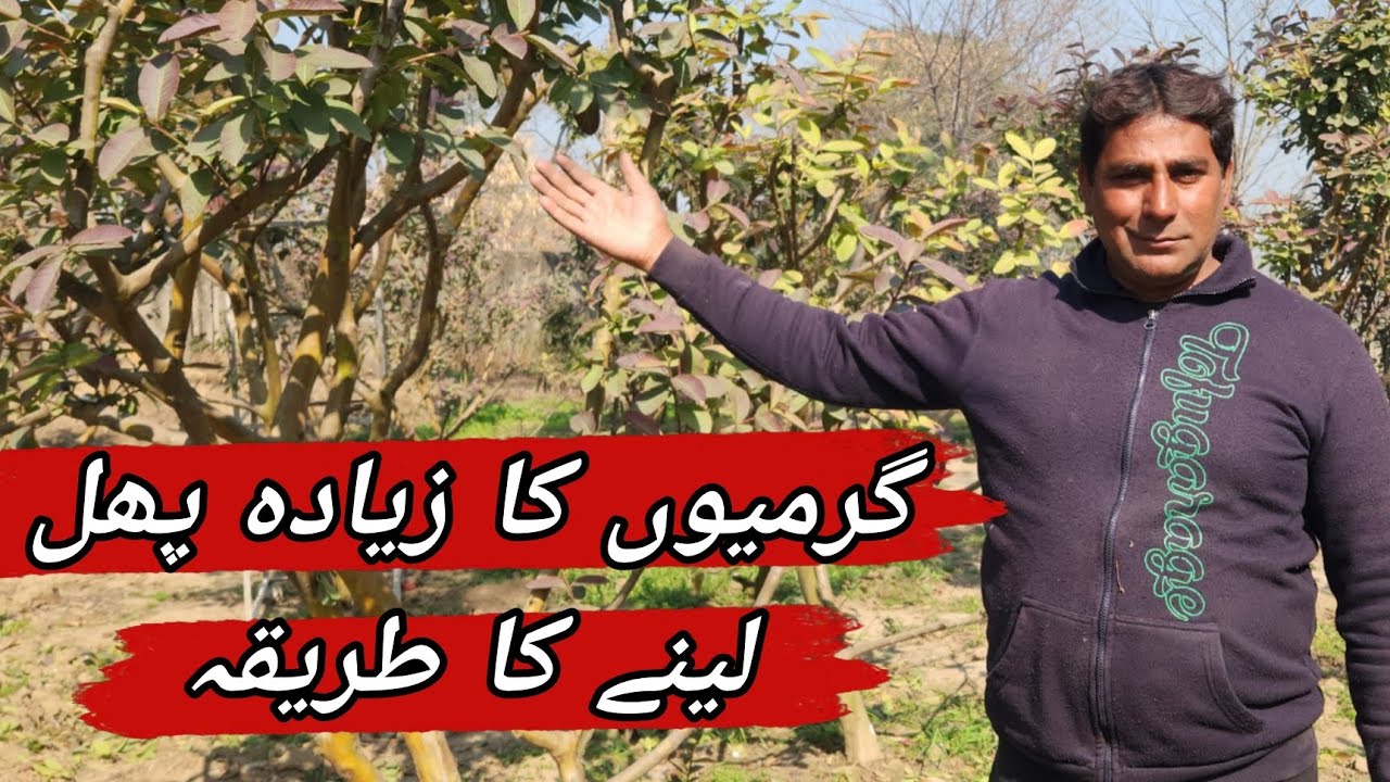 How to get more summer fruit