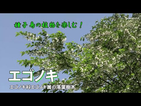エゴノキ 春から初夏にかけて枝の葉腋に総状花序を出し釣鐘状の